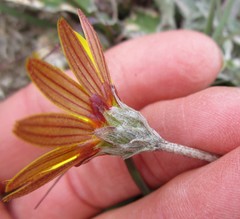 Haplocarpha lyrata