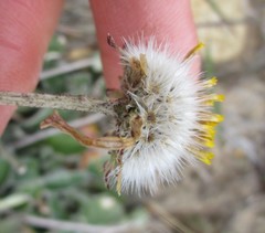 Haplocarpha lyrata