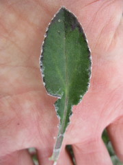 Haplocarpha lyrata