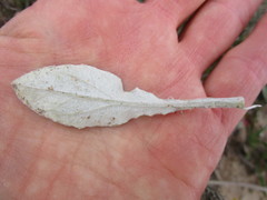 Haplocarpha lyrata