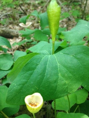 Jeffersonia diphylla
