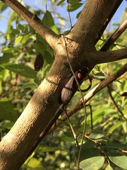Huechys sanguinea