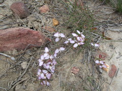 Polygala microlopha microlopha