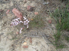 Polygala microlopha microlopha