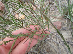 Polygala microlopha microlopha