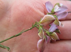 Polygala microlopha microlopha