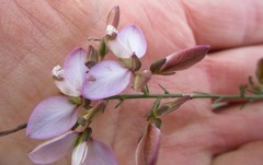 Polygala microlopha microlopha
