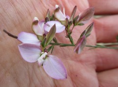 Polygala microlopha microlopha
