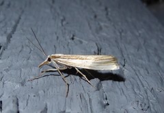 Orocrambus ramosellus