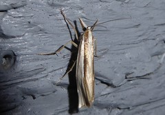 Orocrambus ramosellus