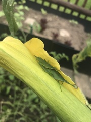 Atractomorpha acutipennis gerstaeckeri