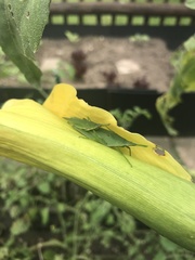 Atractomorpha acutipennis gerstaeckeri