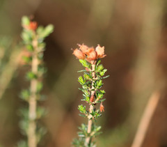 Erica cinerea