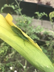 Atractomorpha acutipennis gerstaeckeri