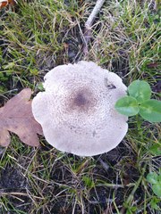 Tricholoma pardinum