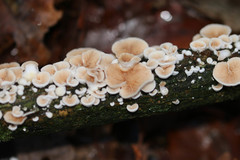 Crepidotus cesatii