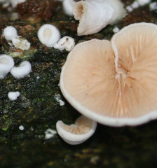Crepidotus cesatii