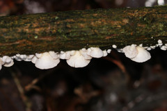 Crepidotus cesatii