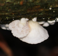 Crepidotus cesatii