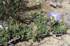 Blepharis procumbens