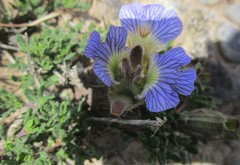Blepharis procumbens
