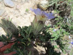 Blepharis procumbens