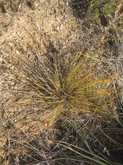 Eurychorda complanata