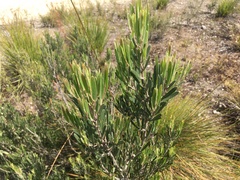 Acacia mucronata dependens