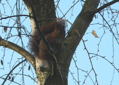 Sciurus vulgaris