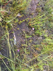 Utricularia dichotoma