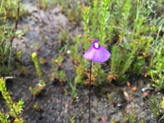Utricularia dichotoma