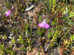 Utricularia uniflora