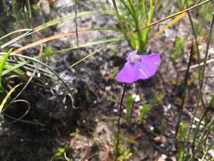 Utricularia uniflora