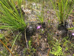 Utricularia uniflora