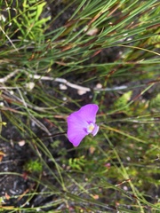 Utricularia uniflora