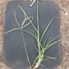 Chloris mossambicensis