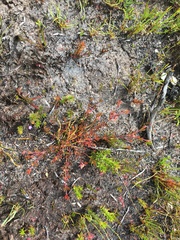 Boronia elisabethiae
