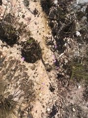 Utricularia uniflora