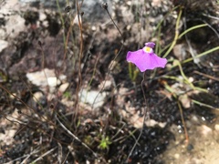 Utricularia uniflora