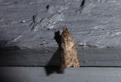 Harmologa
