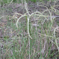 Chloris mossambicensis