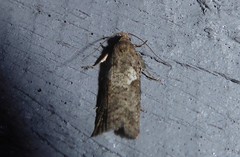 Harmologa