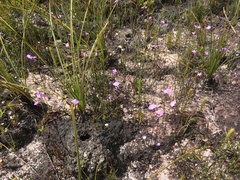Utricularia uniflora