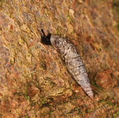 Clausilia