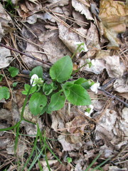 Viola alexandrowiana