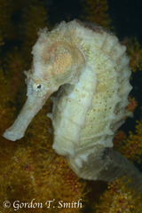 Hippocampus kelloggi