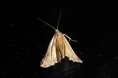 Orocrambus flexuosellus