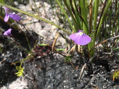 Utricularia uniflora