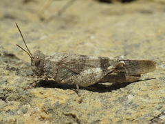 Oedipoda coerulea