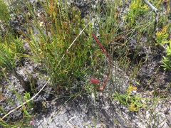 Drosera murfetii